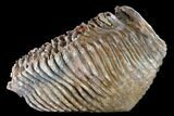 Woolly Mammoth Molar From Poland - Collector Quality! #136514-5
